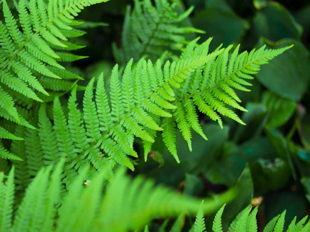 izabela-garden-design-home-ferns