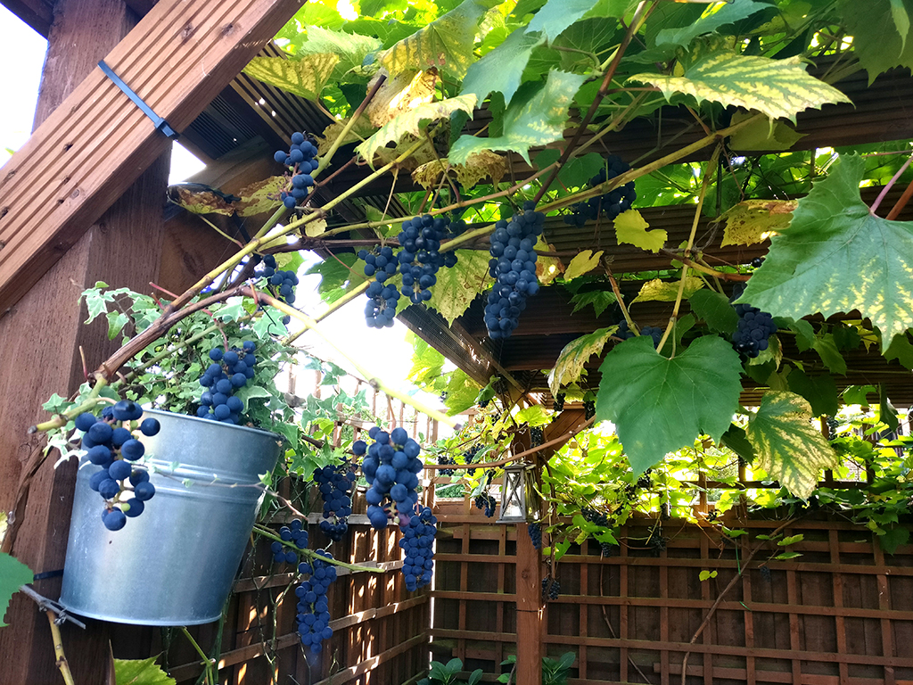 izabela-garden-design-burnham-pergola-vines-grapes